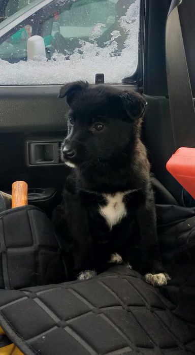 Бесплатно дарим щенков