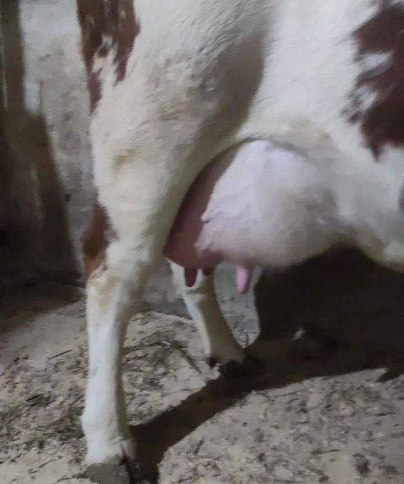 Корова с телёнком на продажу. КРС