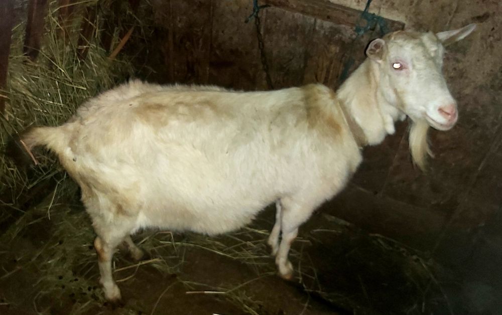 De vânzare capre sanen