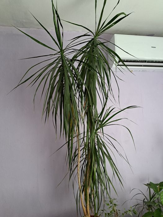 Цвете палма Драцена