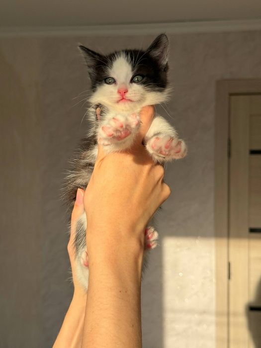 Отдадим котят в добрые руки
