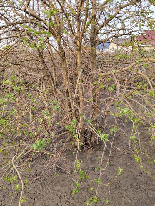 Услуги грузчиков