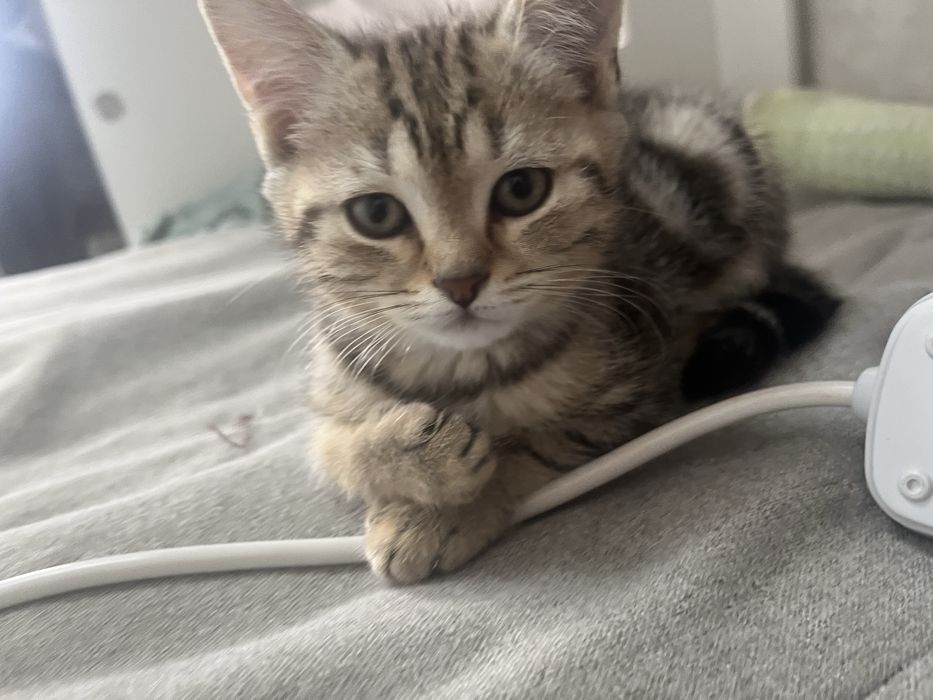 котята скоттиш страйт