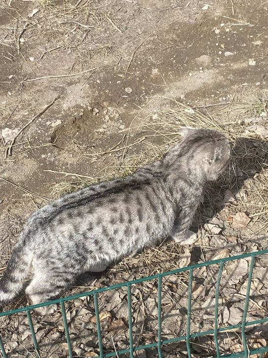 Кошка шотландский