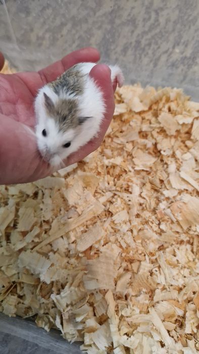 Мини хамстери хамстери