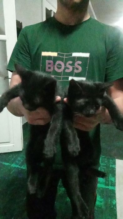 Кошка с котятами ищут дом