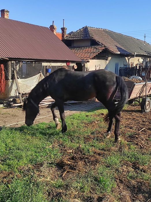 Armasar negru, de 4 ani și 7 luni își caută stapan