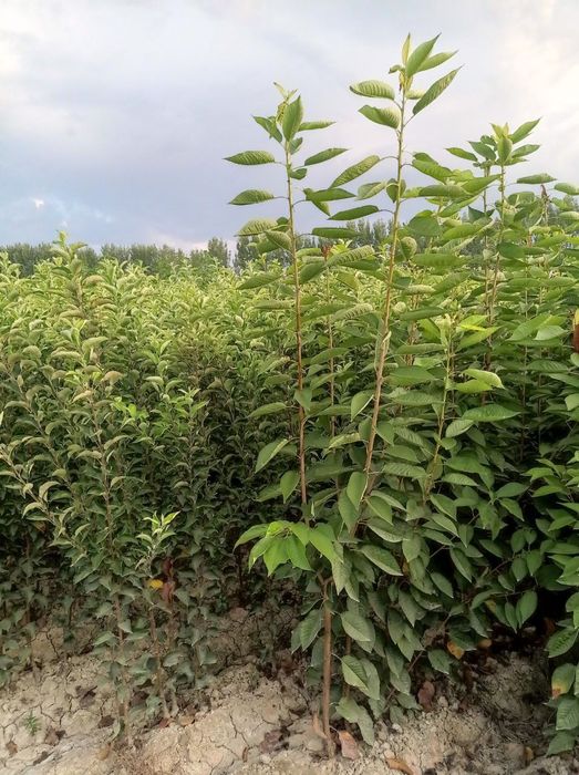 Мевали ва манзарали кучатлар сотилади