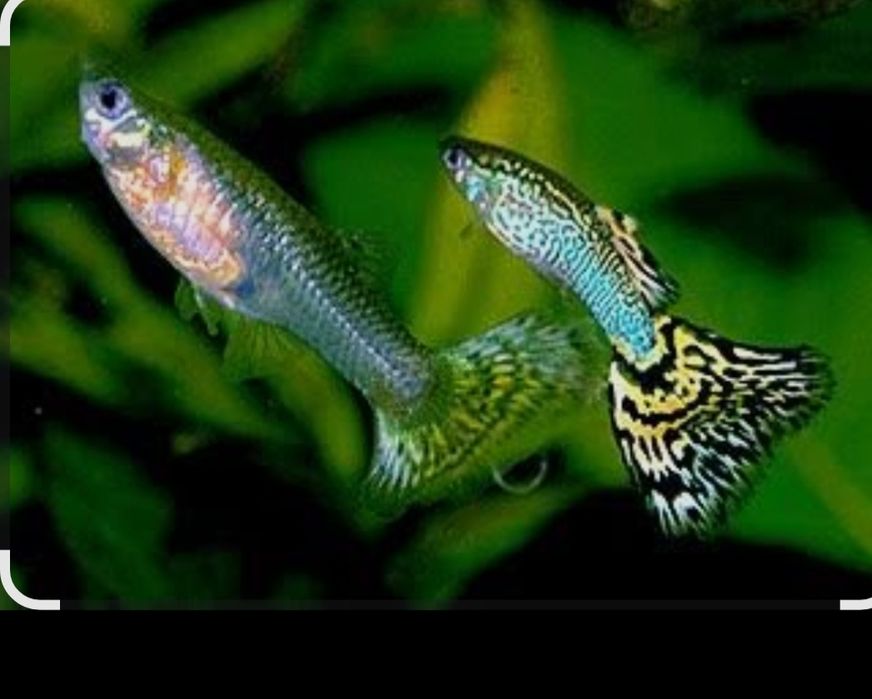 Гуппи красивый окрас.