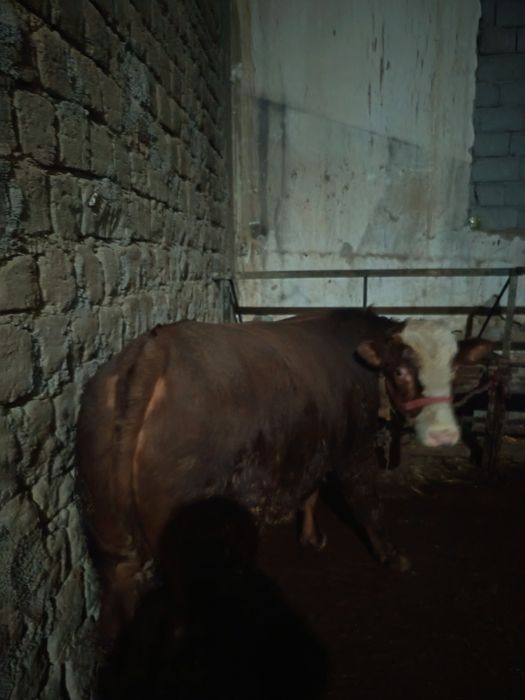 Gerinfod buqa sotiladi