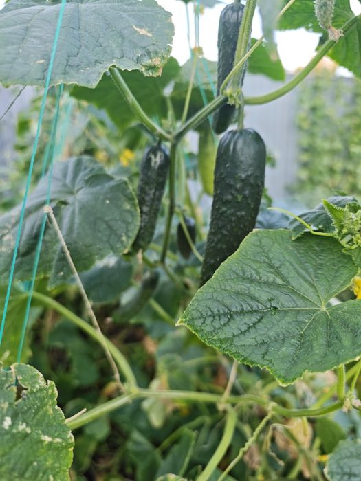 Продам недорого домашние огурцы