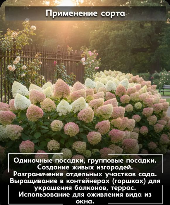 Гортензия Селекшен, саженец C2л