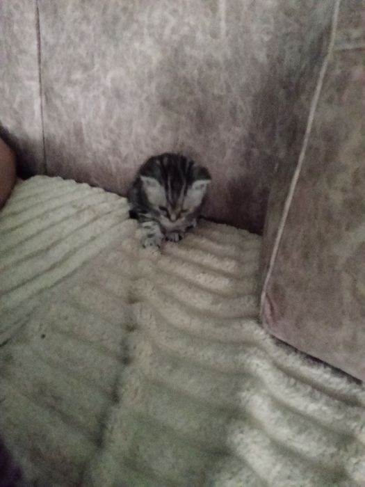 Породистые Коты Халенстрайт