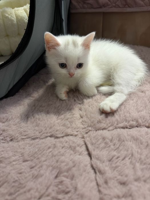 British Shorthair Femela Constanta White