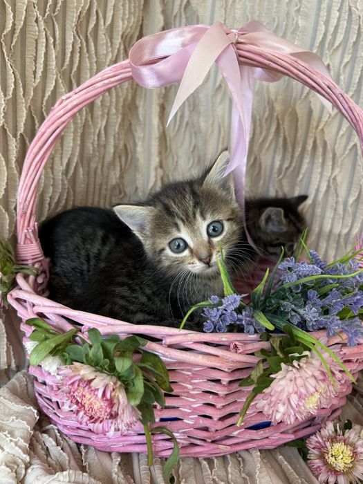 Котята в хорошие руки.