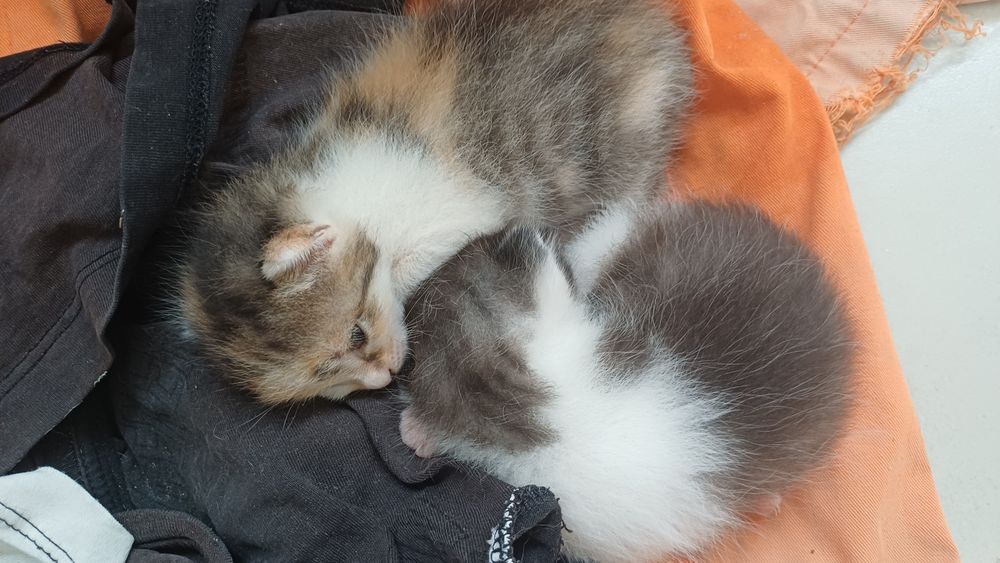 Кошка кому нужно