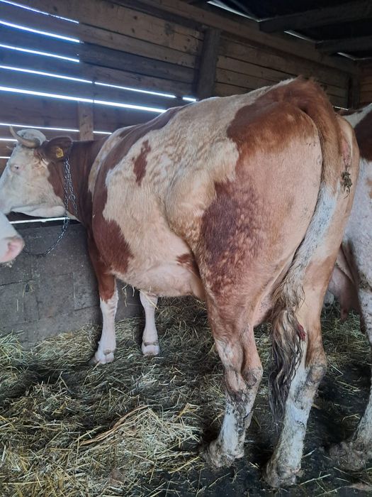 Vând 5 vaci  frumoase