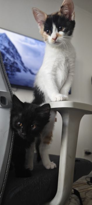 Отдам котят в добрые руки. 3 месяца