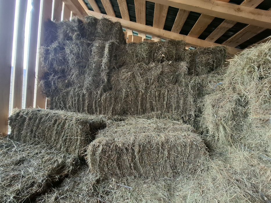 Baloti fan si lucernă