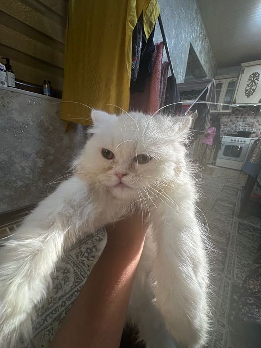 Кошка белый парода