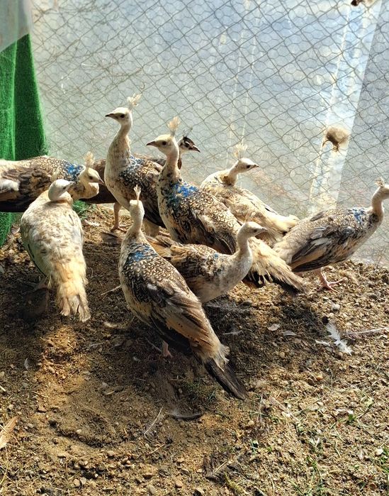 Pui paun umăr negru