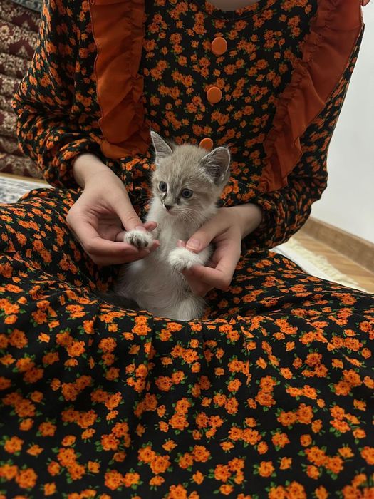 Hadiyaga beriladi 1,5 oyli srochna