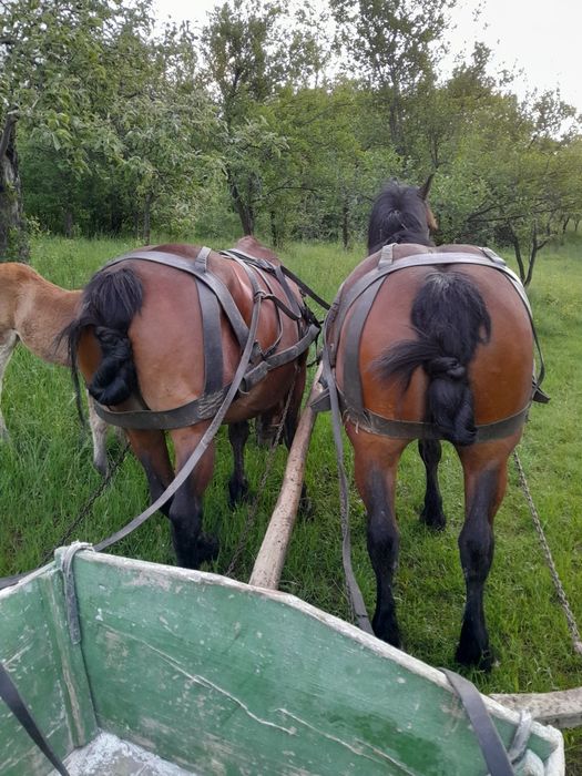 Iepe de vanzare  foarte cuminti