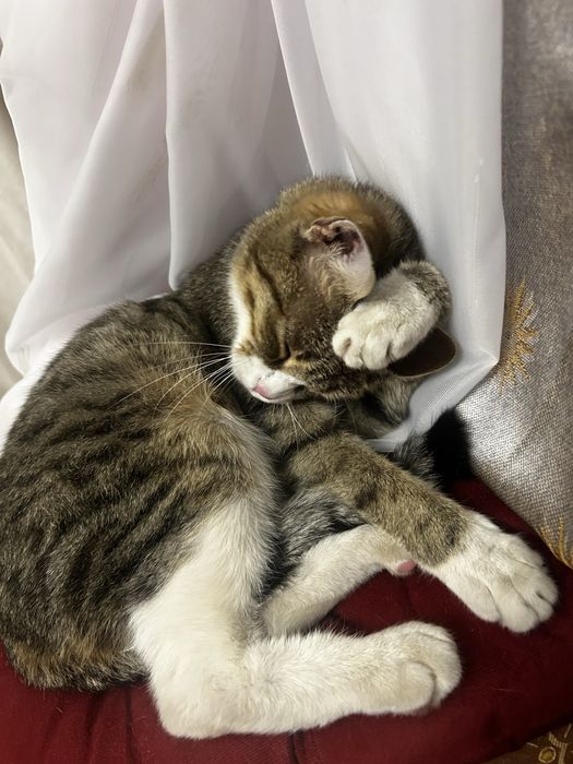 Отдам кошку в добрые руки