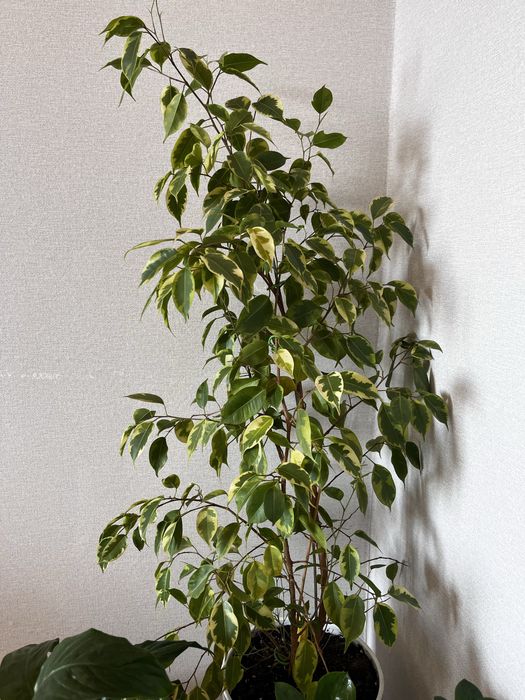 Фикус бенджамина