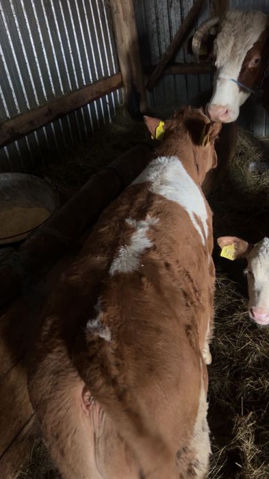 Vând Viteii, forte frumoși