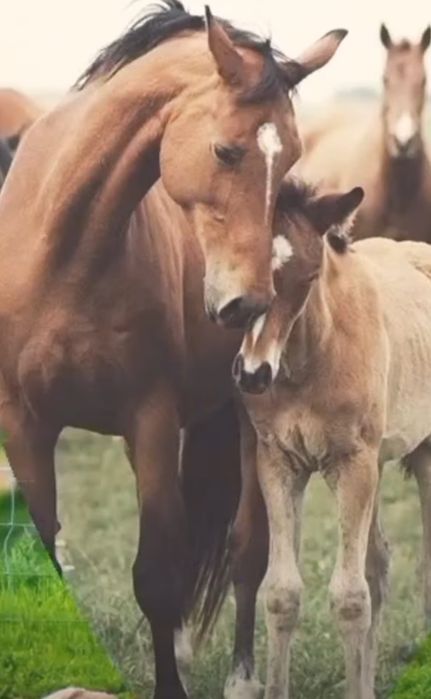 Продам лошадь с жеребенком