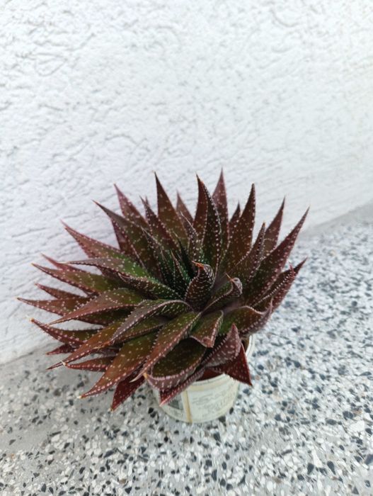 Продавам алое вера