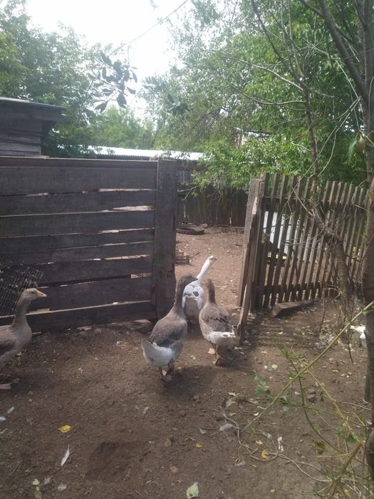 Продам семью гусей