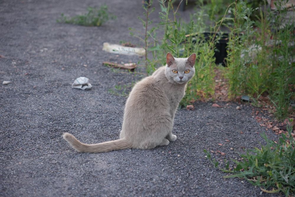 Кошка британской короткошерстная