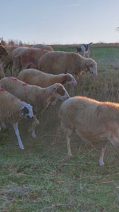 Заплодени, млади овце