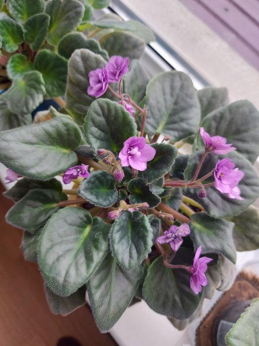 Продам Фиалки 500тг