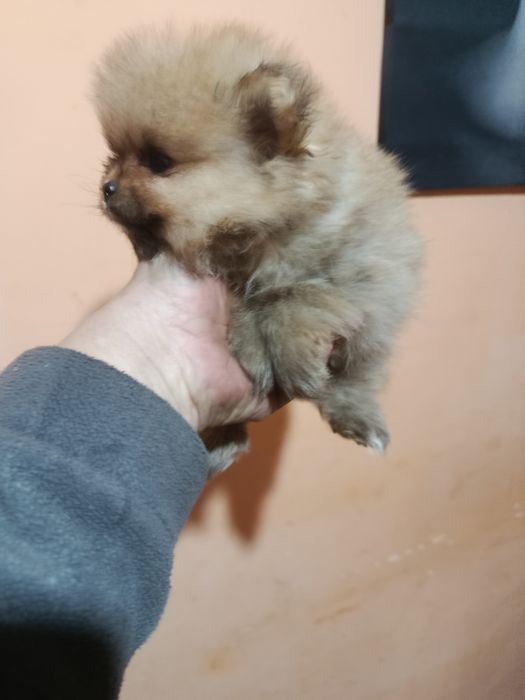 Померанкета.четери момчета