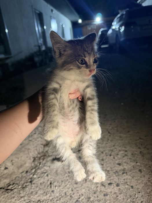 Отдам котенка в добрые руки подкинули нам
