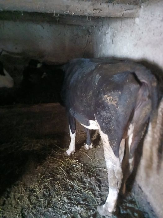 Vaci de vânzare  județul botoșani