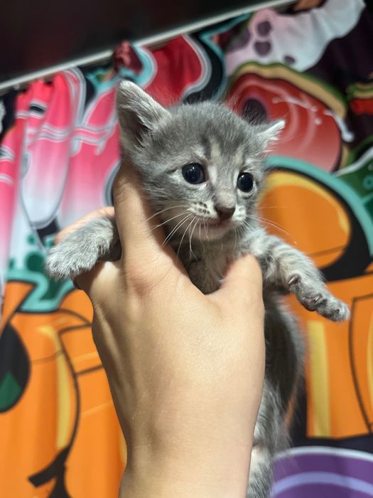 Котята бесплатно