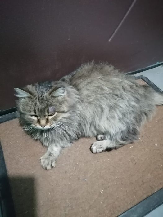 Найдена кошка...