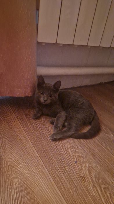 Кошка просто играю супер