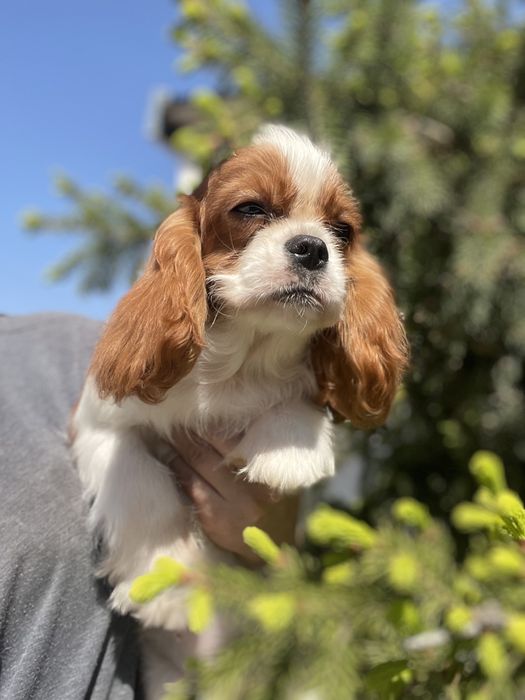 Кавалерчики спаниельки