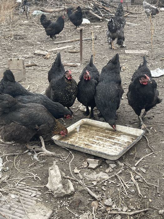 Яйцо куриное для инкубации