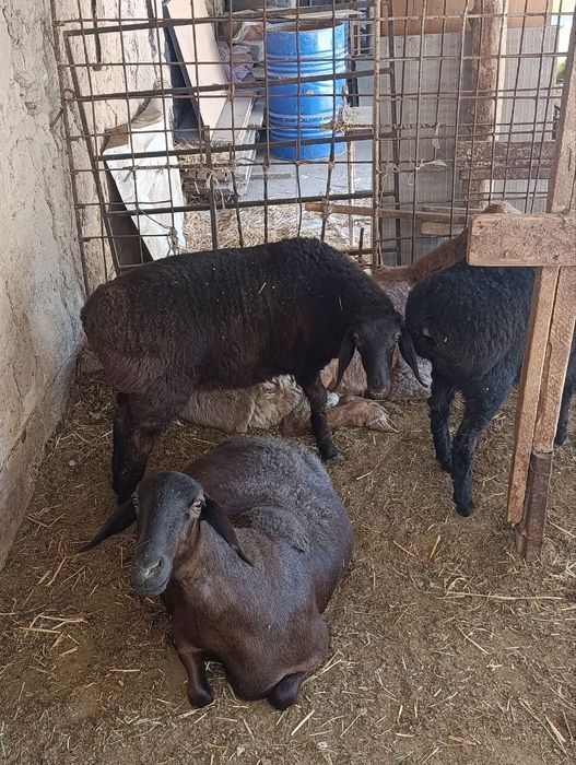 Qoy sotiladi bolasi 4-5oyli