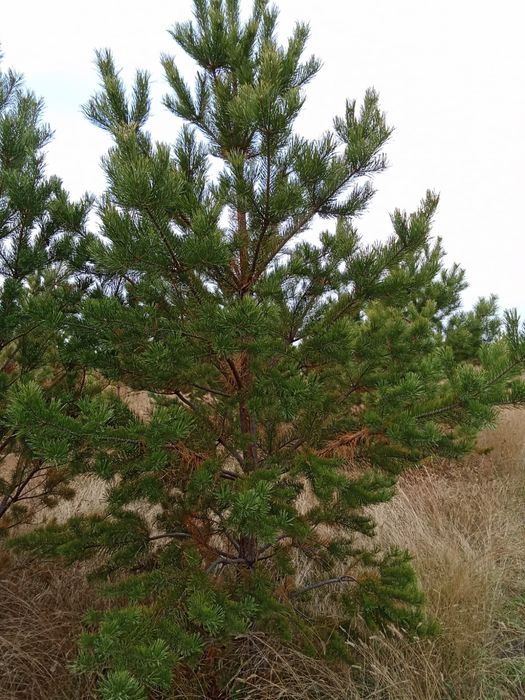 Сосны обычные и крымские