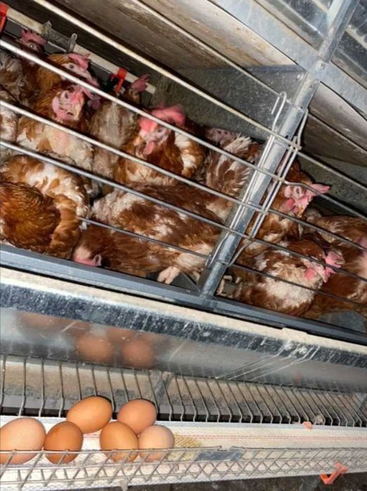 Продавам носачки кокошки