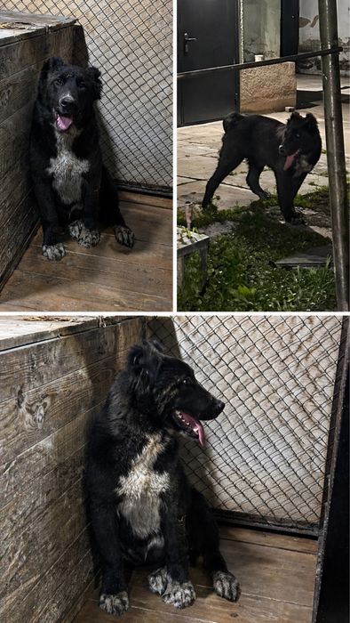 Кабель САО алабай тобет щенок