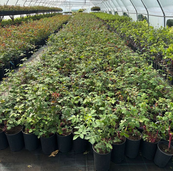 Trandafiri la ghiveci angro