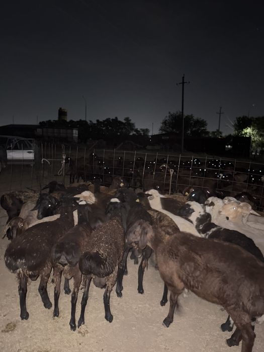 Құрбан айтқа қой